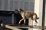 CHIEN D'INTERVENTION 073